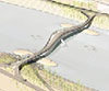 Four Mile Run Bridge Competition