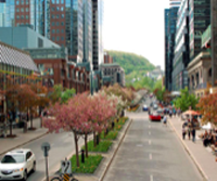 McGill College: An Avenue Reinvented 